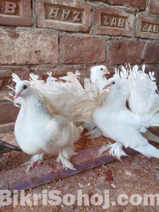 ময়ূরপঙ্খি কবুতর